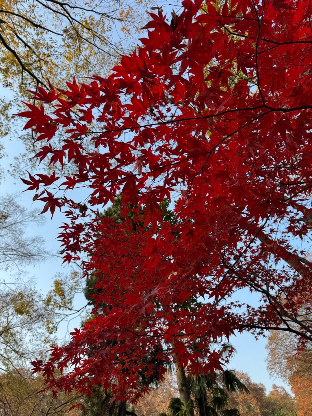 今天回母校武大。在学校读书的时候，从来没有觉得武大的秋天这么好看，果然都是失去才