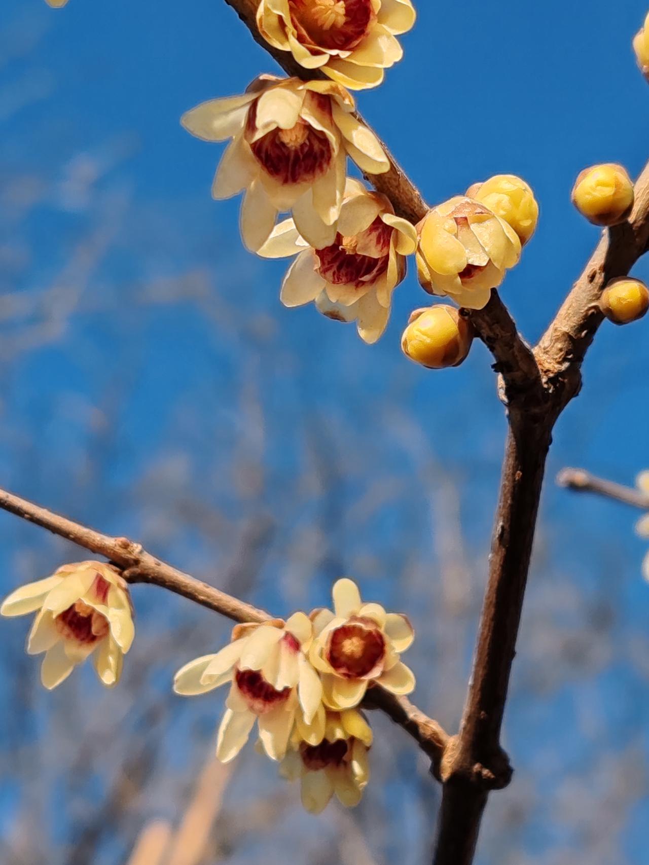 晒图笔记大赛冬月赏梅。