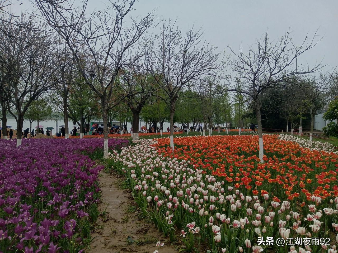新野白河湿地公园，斜风细雨，落花纷纷，耍猴的已经收摊，但游人依然络绎不绝。
白河