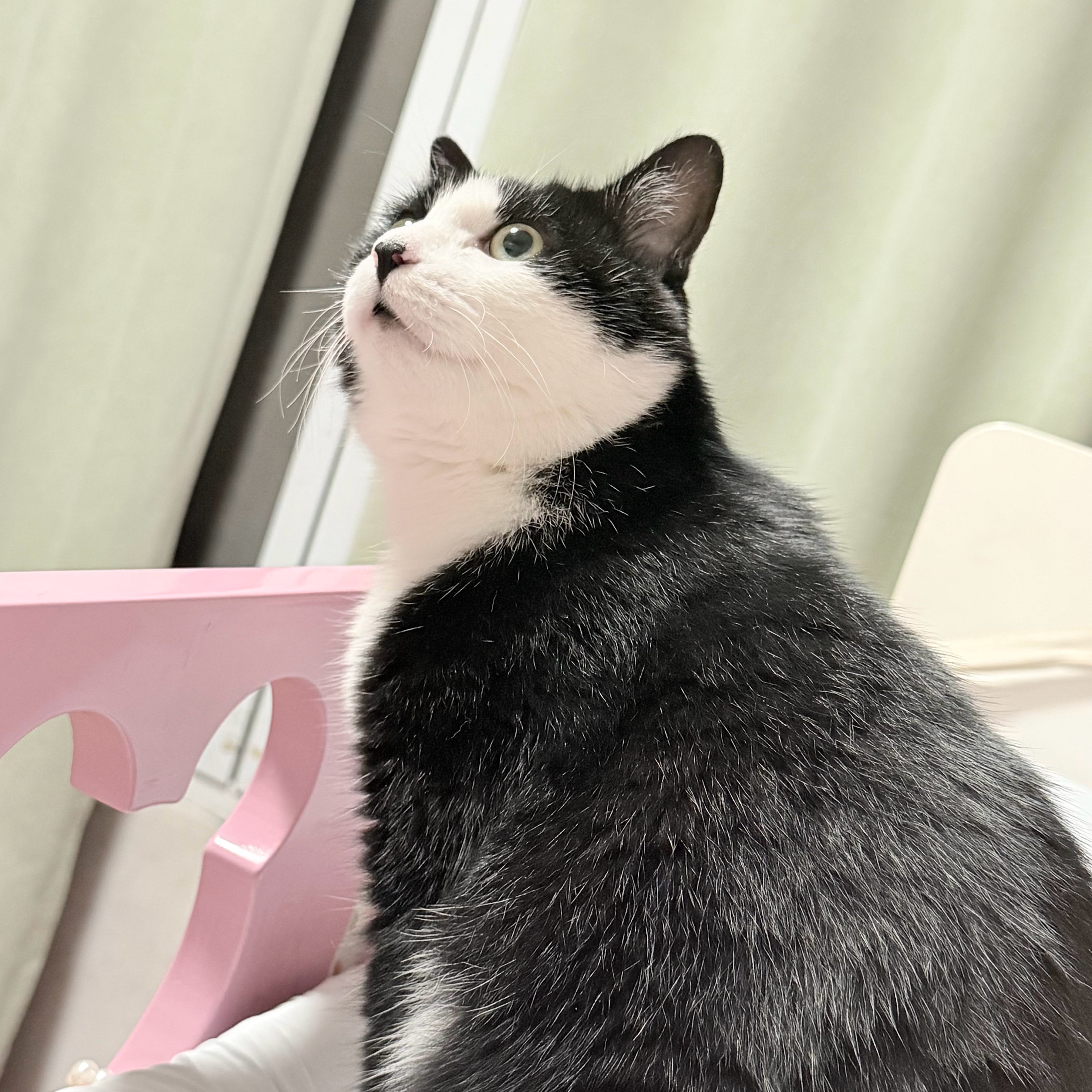 四川宜宾地震猫不敢睡了