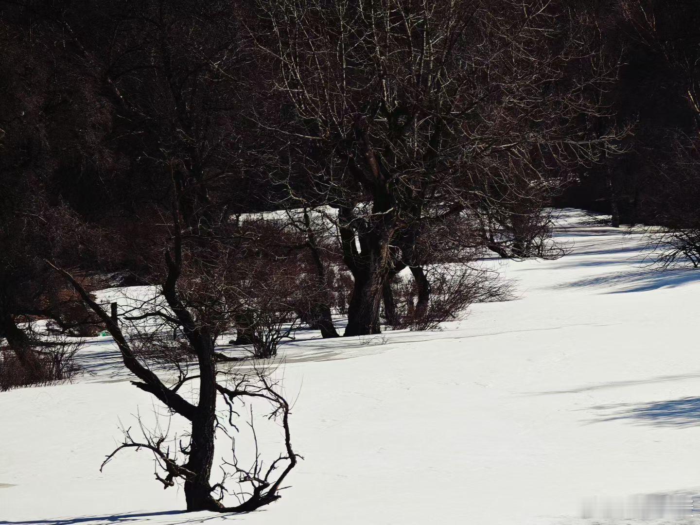 金巴过年回草原放牧 金巴塑造的角色太圈粉。扎措一角被他演绎得淋漓尽致，戏外草原少