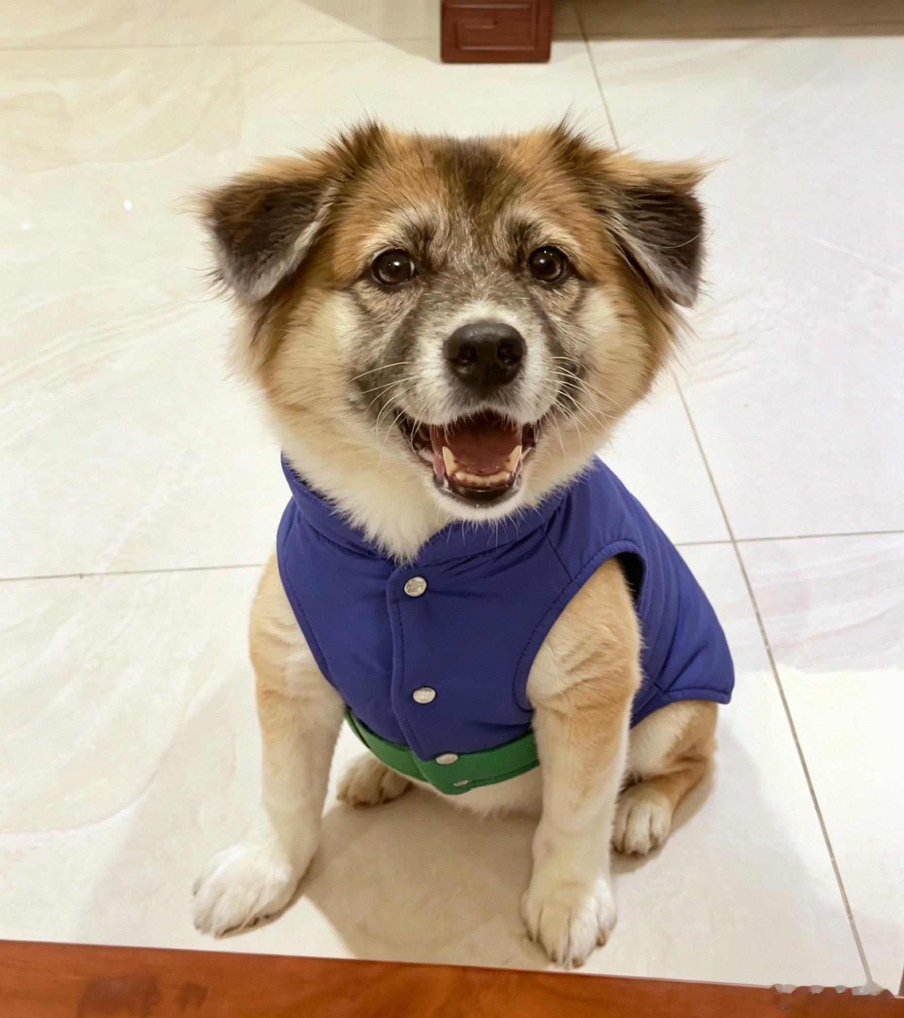 今日份狗狗夯爆ootd 经常听到人说“累成狗”，但其实呢，狗可一点都不累，就比如