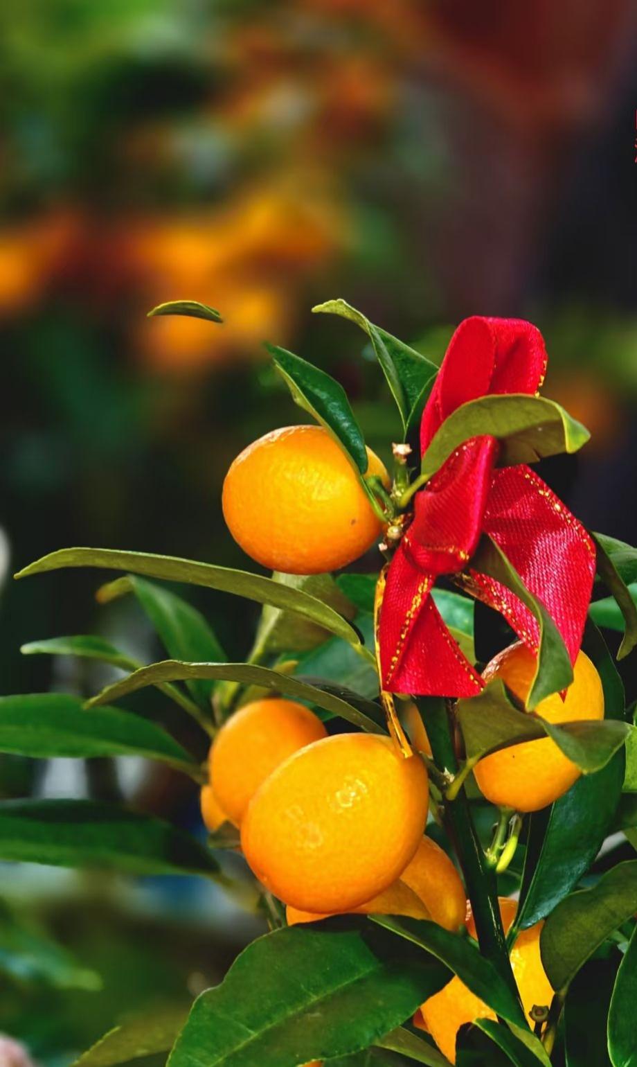 金珠般的果实缀满枝头，绿叶托举着福气，红绸缠绕着欢喜。新的一年，愿日子如这金桔般