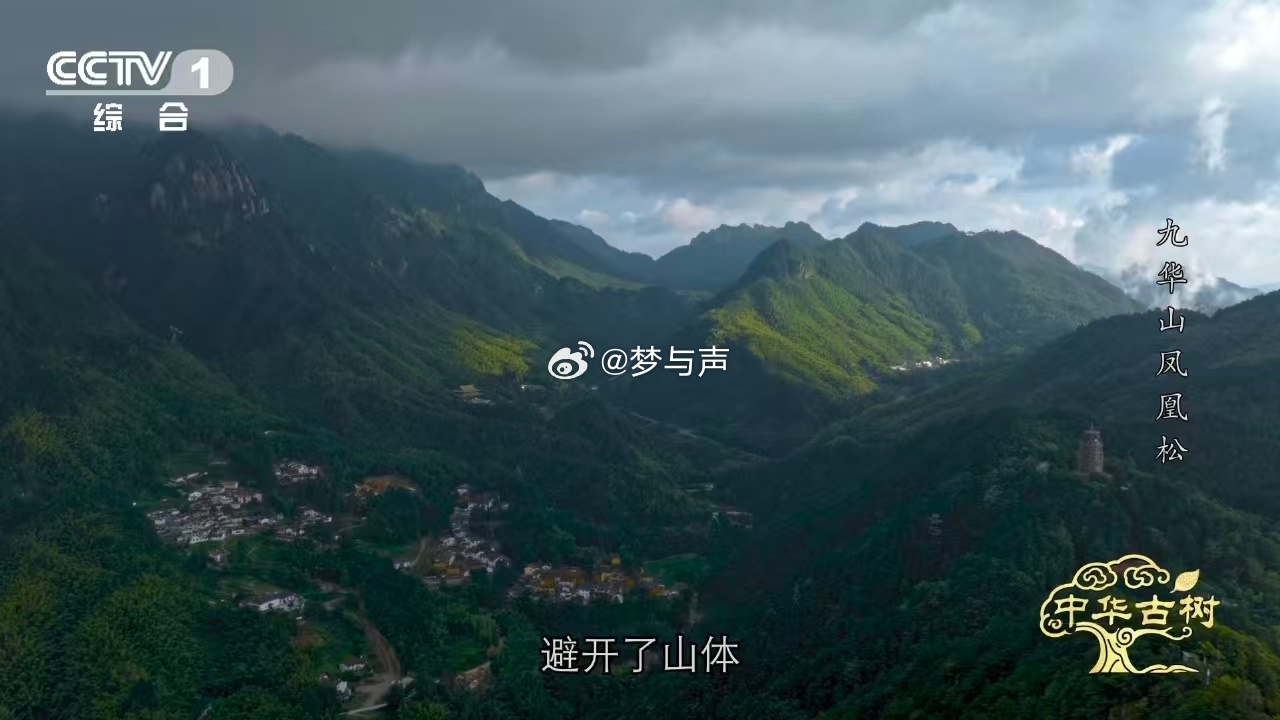 约1400岁古松树像一只大凤凰风一吹千年古松秒变展翅凤凰 1400岁的古松，活成