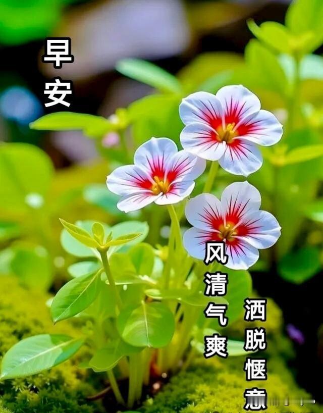 风含笑，雨含情，
有缘才会一路行。
经过风，走过雨，
珍惜缘分惜友情。
心在缘在