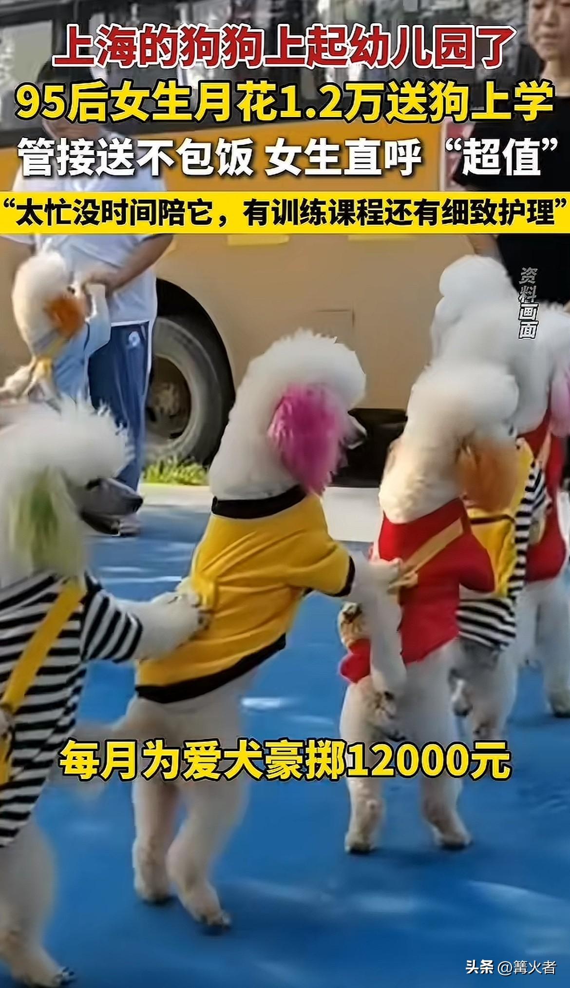 狗狗上幼儿园，真的太夸张了吧，还每月花1.2万送刚满6个月的萨摩耶犬上学，直呼“
