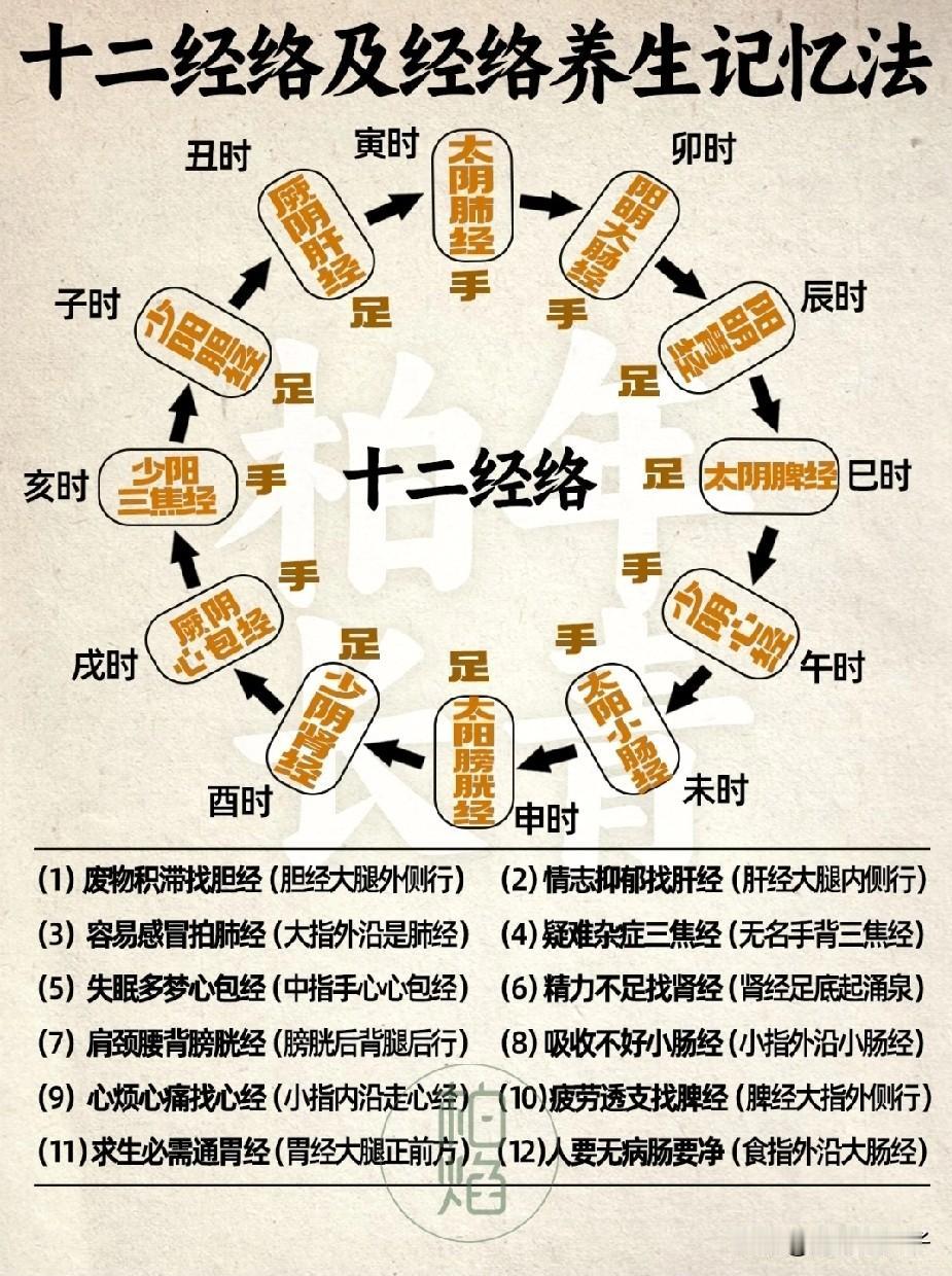 十二经络速记法㊙️所对应的经脉经络养生
🧘🏻‍♀️关于十二经络在身体的对应位
