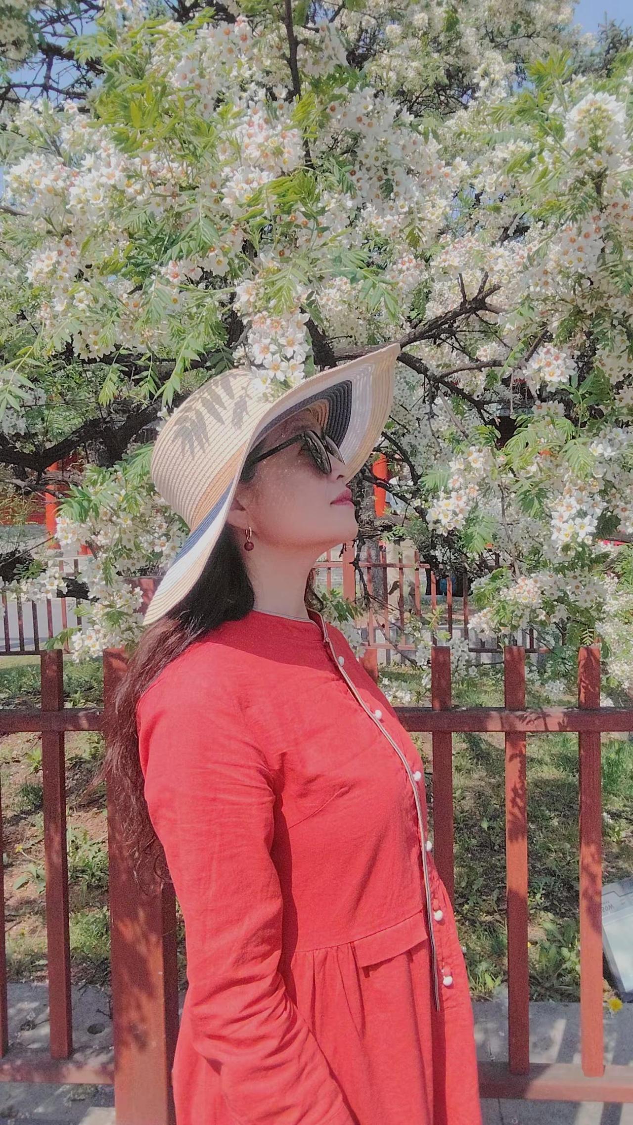 吉林文庙文冠花开。玩法合伙人计划 情绪音乐玩法新风向 文冠花年年开，今年更比去年