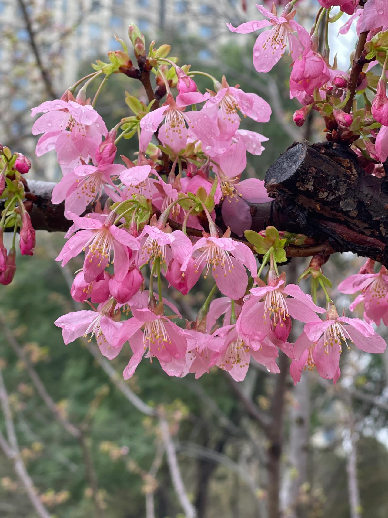 春日里的雨后樱花盛开

         雨后的樱花显得格外清新，花瓣上挂着晶莹