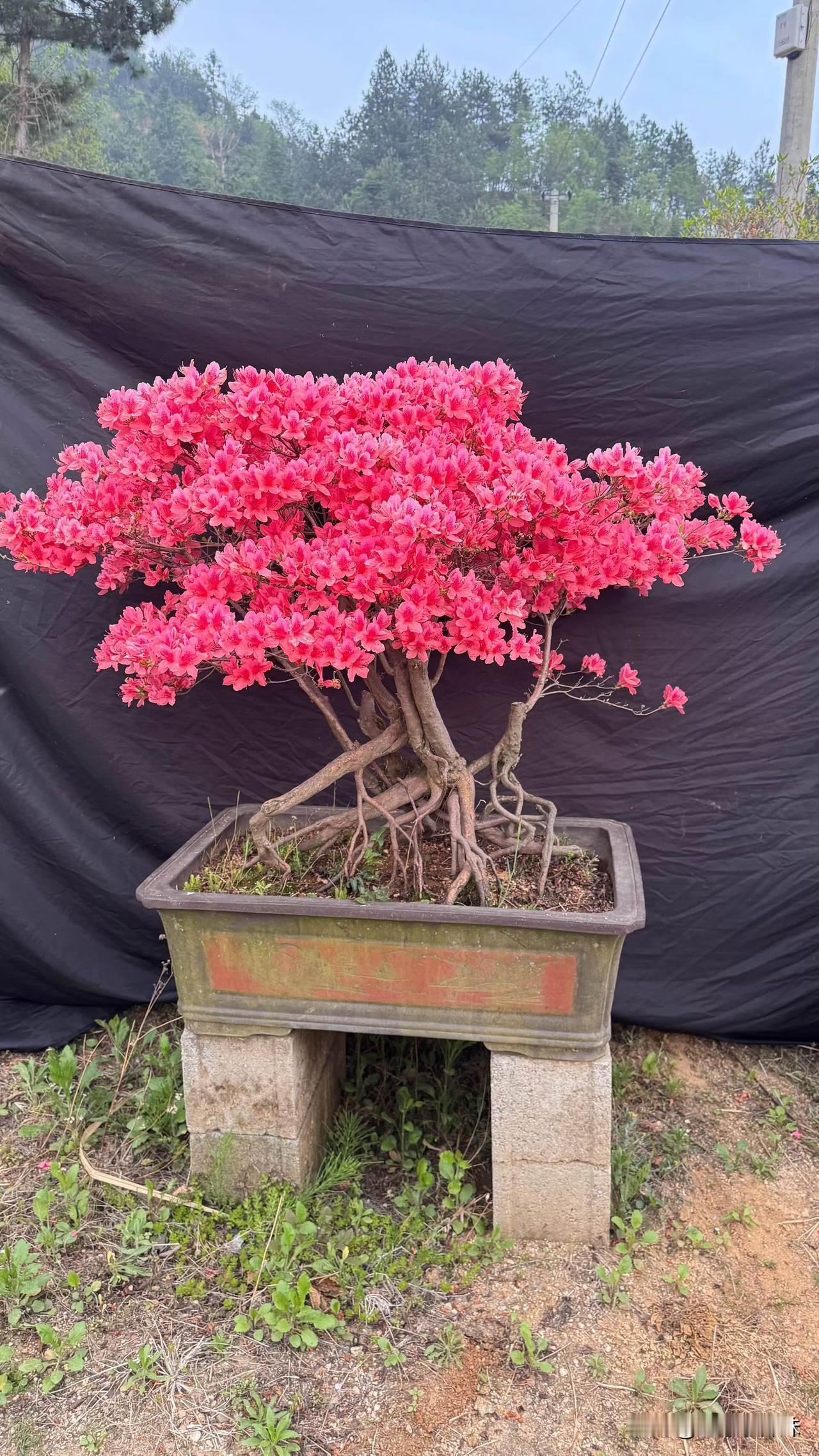 老桩映山红盆景根老桩 老桩焕新芽