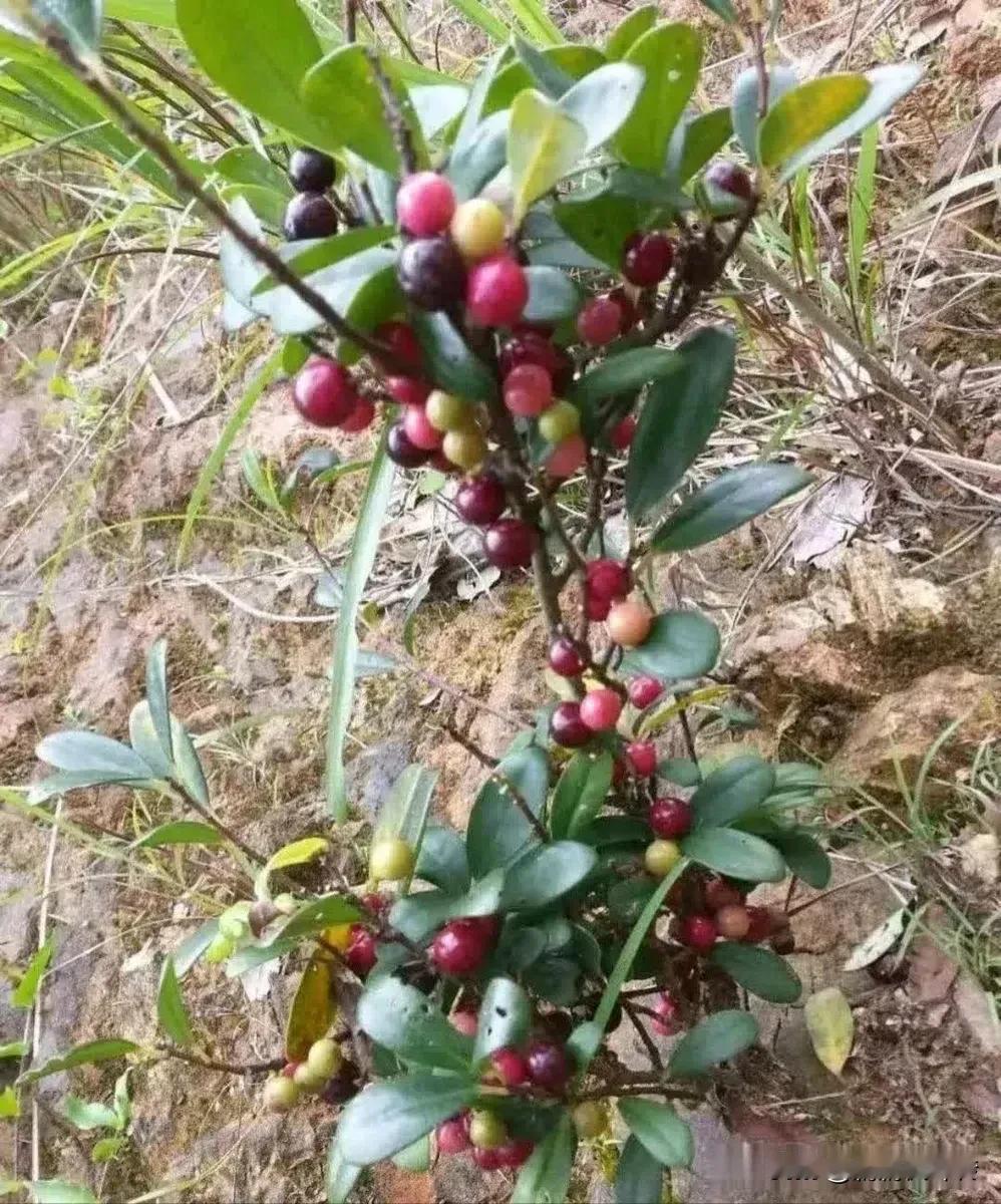 这个在广西叫哑酸子，小时候到山上打柴当口渴的时候抓一把嫩叶塞进嘴里就能止渴，也有