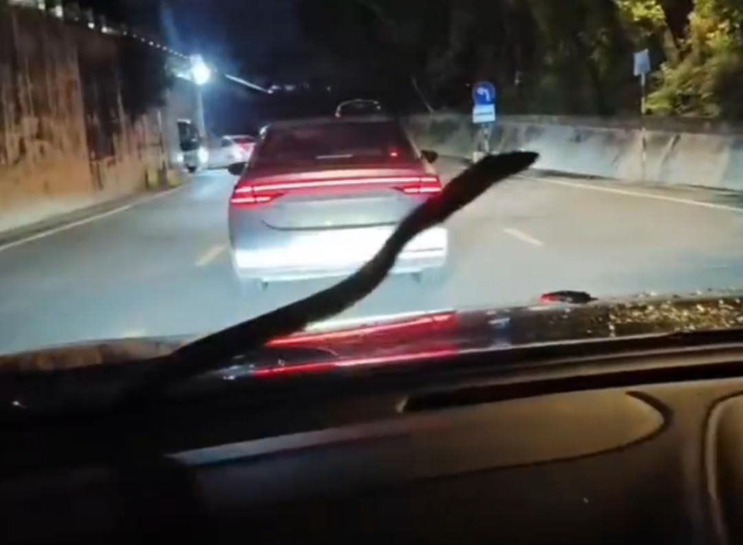 雨后的夜晚，开着车在公路上行驶，突然一条蛇蜿蜒在前车窗上爬行！
前不久，四川成都