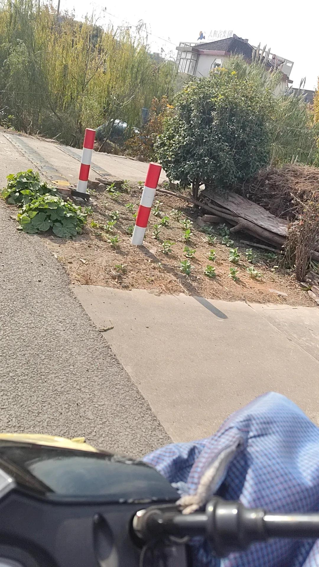 “咩~ 踏上送羊肉的小旅途啦！沿途是绿油油的田野，好像大地的绿色画卷哟！再往前，
