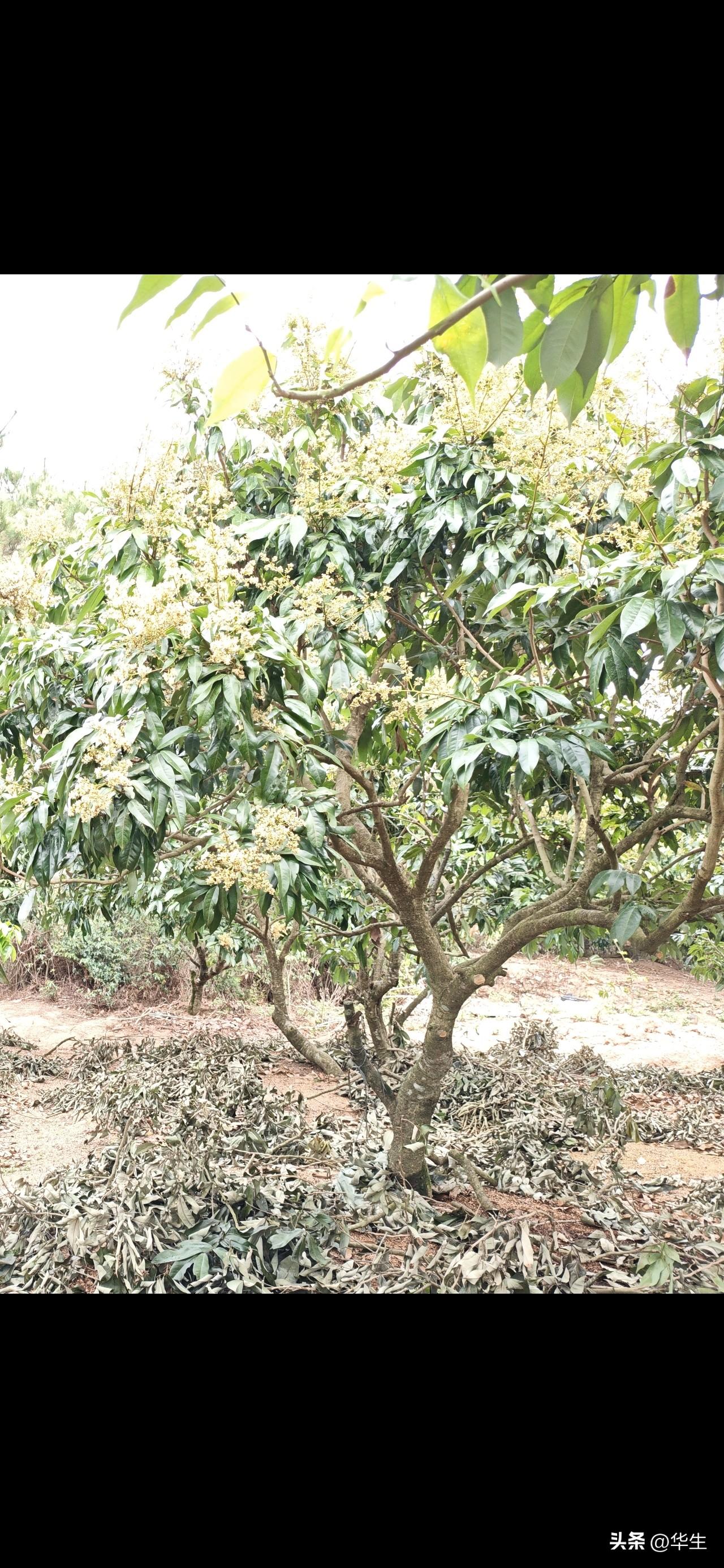 高温干旱下荔枝保花保果管
 
当前持续晴暖干旱，根据天气预报，至22日仍艳阳高照