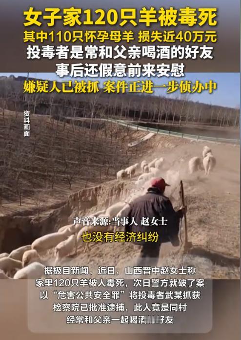 “坏透了！”山西晋中，一女子家中养了200只羊，其中有一半已经怀孕，谁知竟然被人