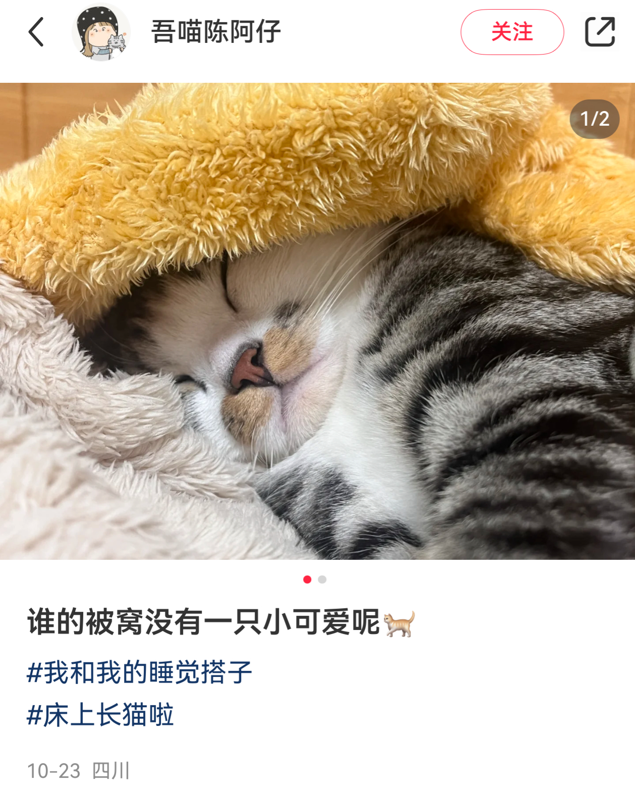 突击检查！！请掀开你们的被窝拍一下里面的小可爱！！！现在不在被窝里的晚上回来交作