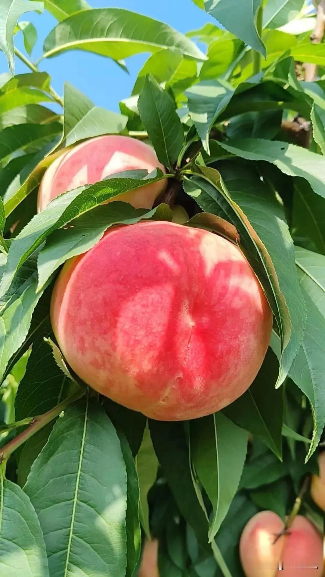 今天吃水果了吗您？