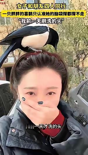 当一只圆滚滚的喜鹊突然降落头顶，是祥瑞降临还是另有玄机？辽宁营口街头发生的这桩