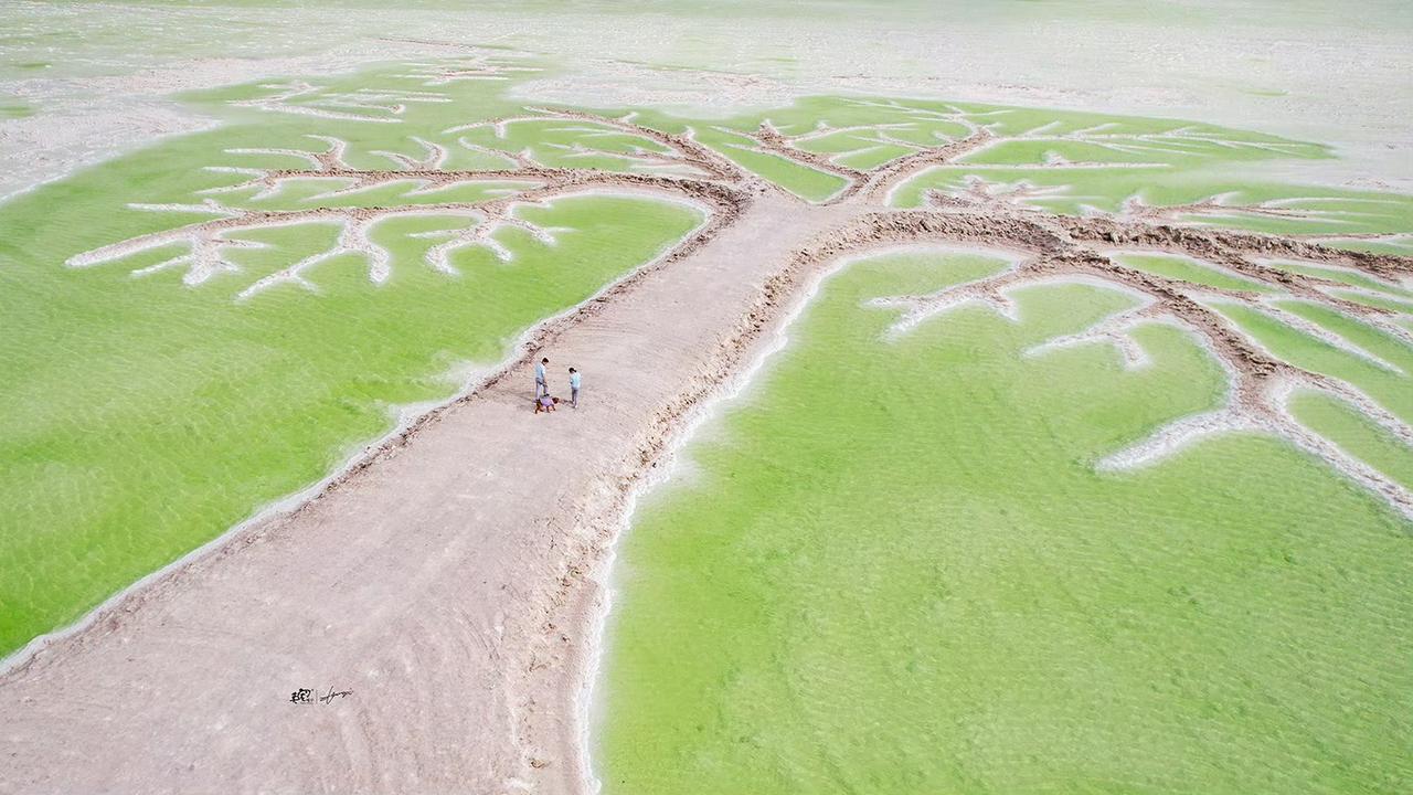 15岁的金毛，一直等着我们到青海湖给他拍照
拍完后的一条朋友圈，就是对我们最大的