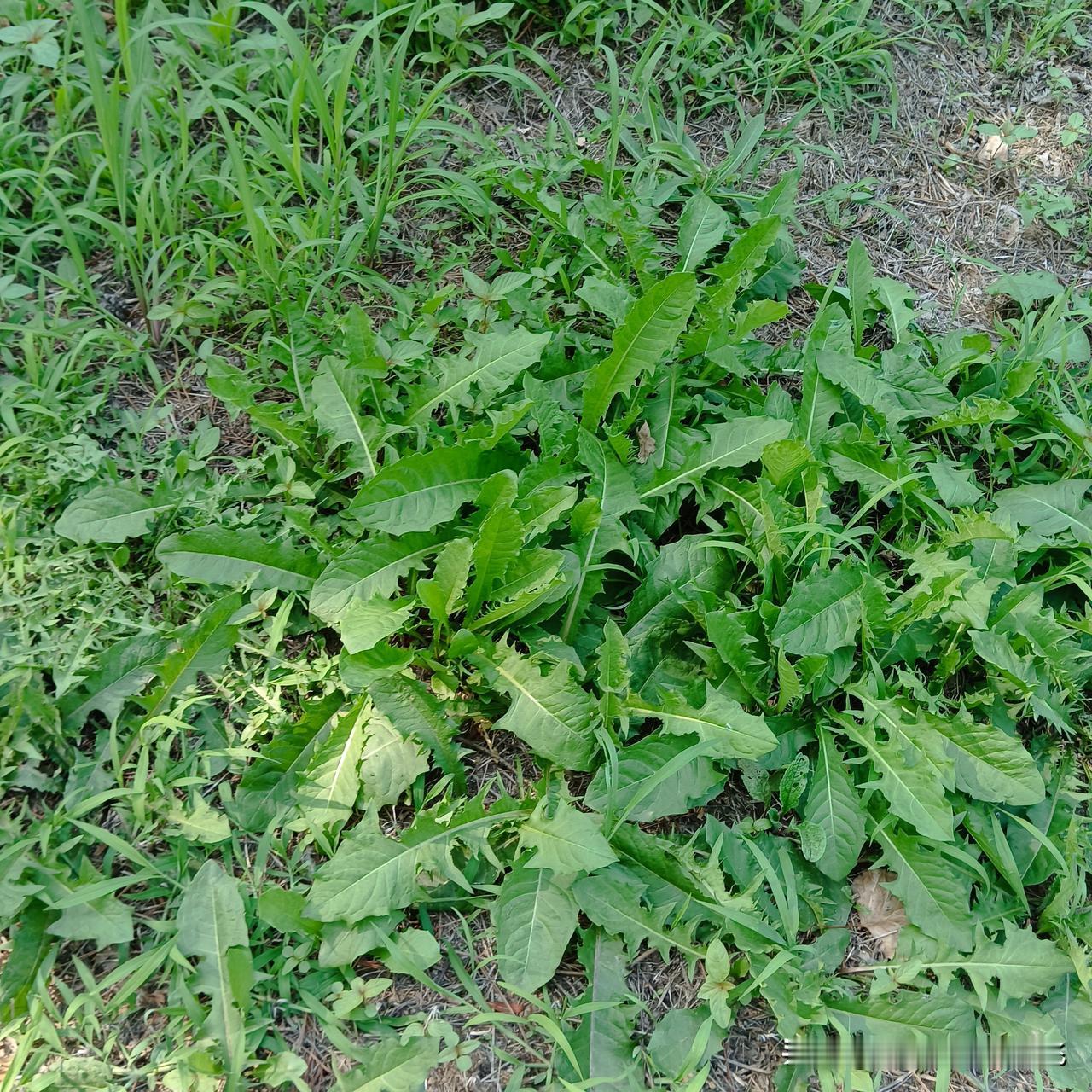 秋日生活打卡季秋天的蒲公英，虽然没有金黄的花朵，但嫩绿嫩绿的模样，我见犹怜