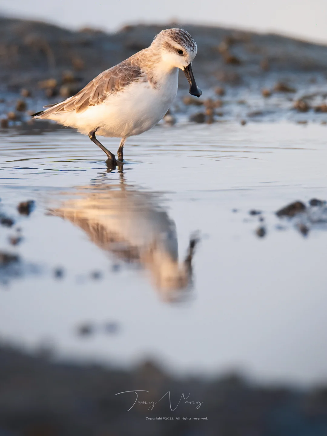 勺嘴鹬，正在如此迅速地走向灭绝