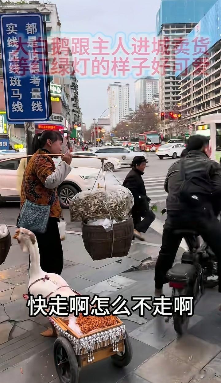 有网友拍到一大鹅拖着东西，跟着主人去城里面卖东西，大鹅一摇一摆的。

有网友调侃