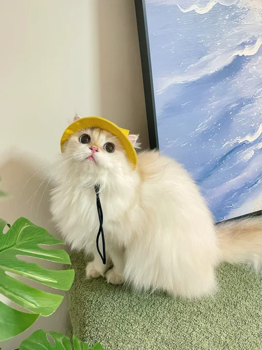 看到别人的报价后，我确实是太菜了