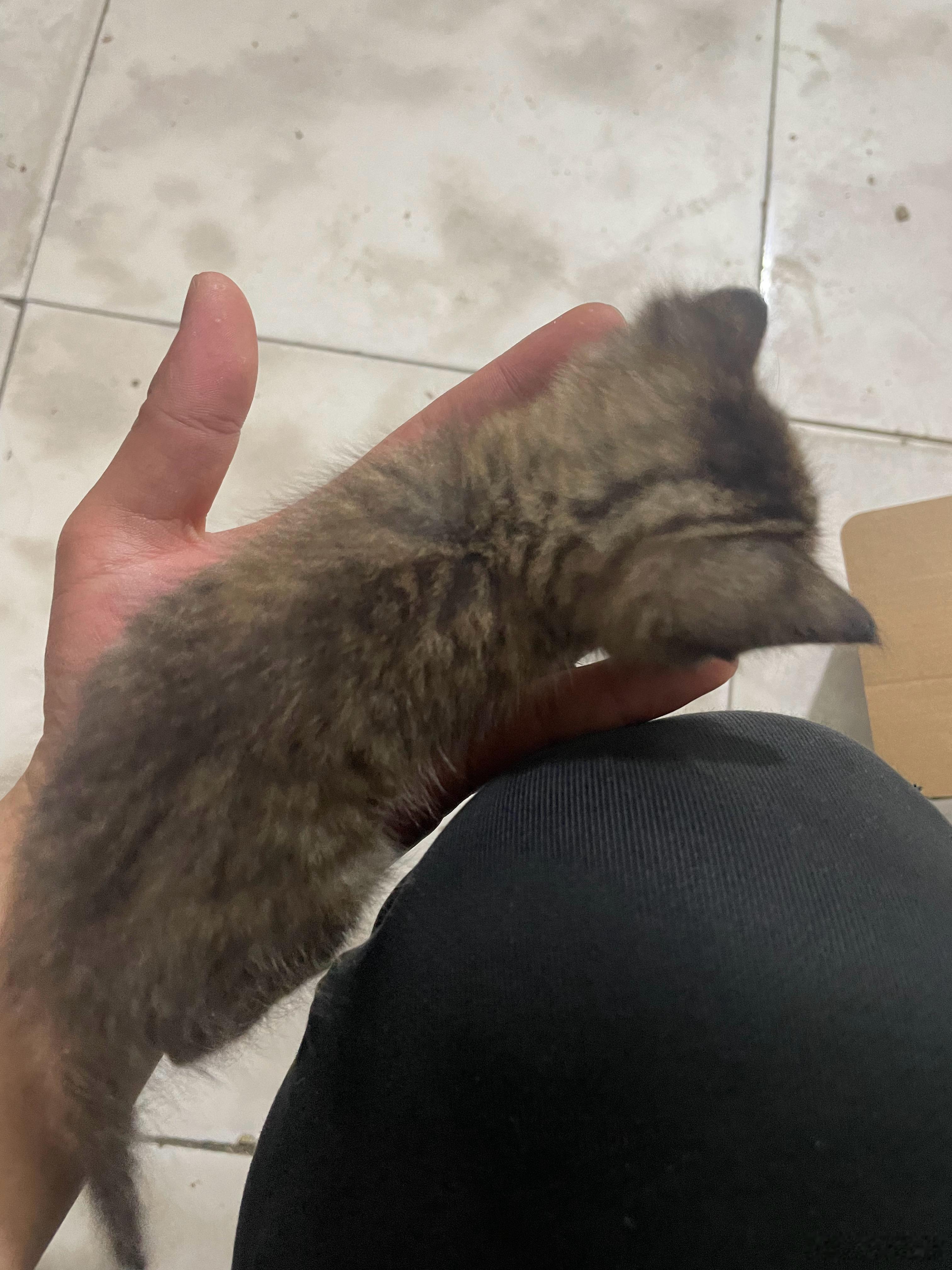 这猫也太小了，一窝生了8只，有两只都2个多月了还这么大点。。 