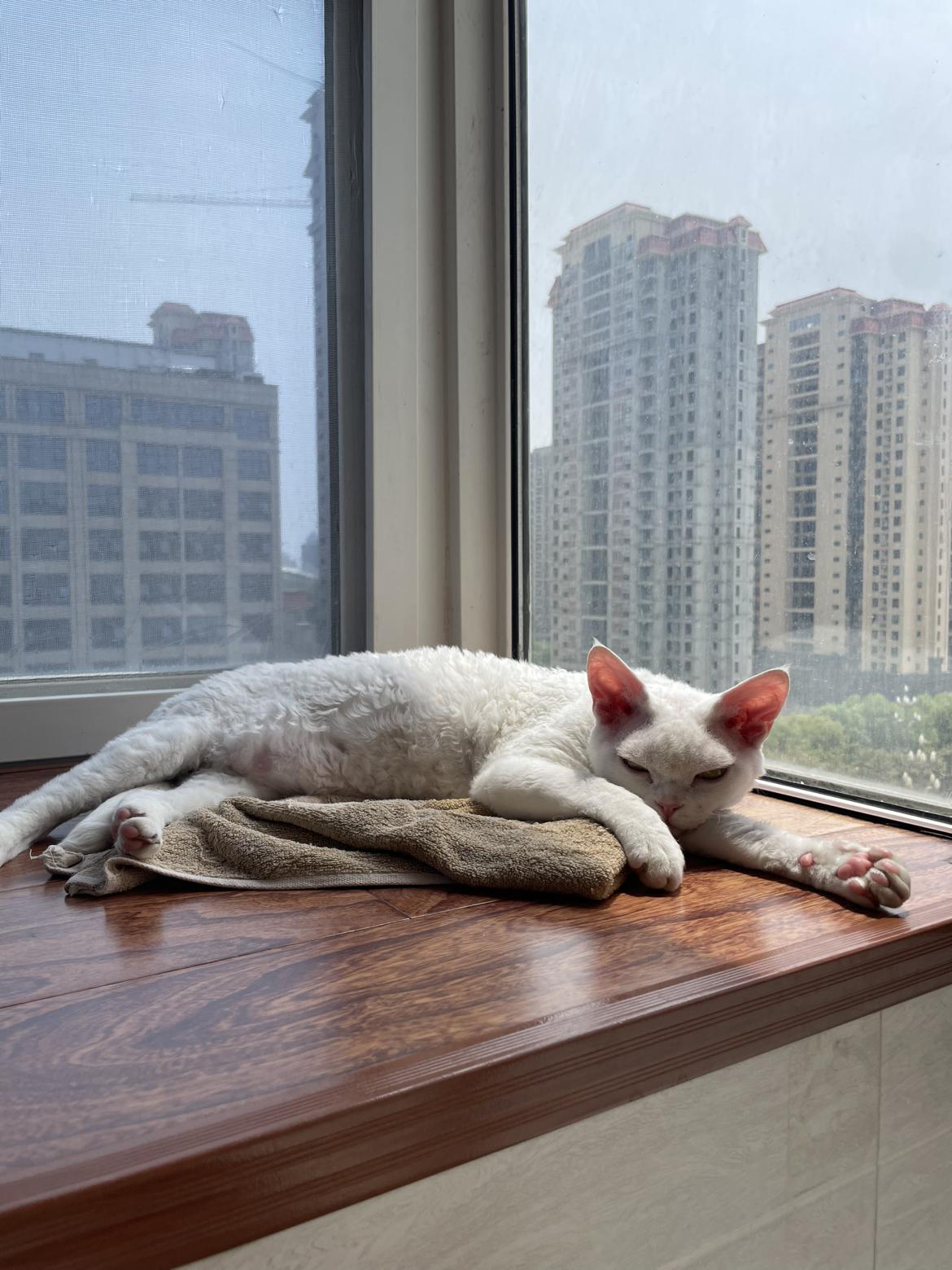 我的今日状态：😁轻松愉快
我这里的天气：🌤️多云

我家小猫咪的可爱睡姿，看