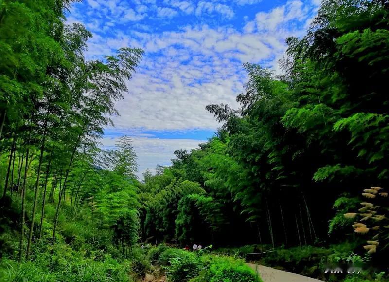 上联：风拂竹岭千枝翠，请您对下联雾笼柳堤万缕青