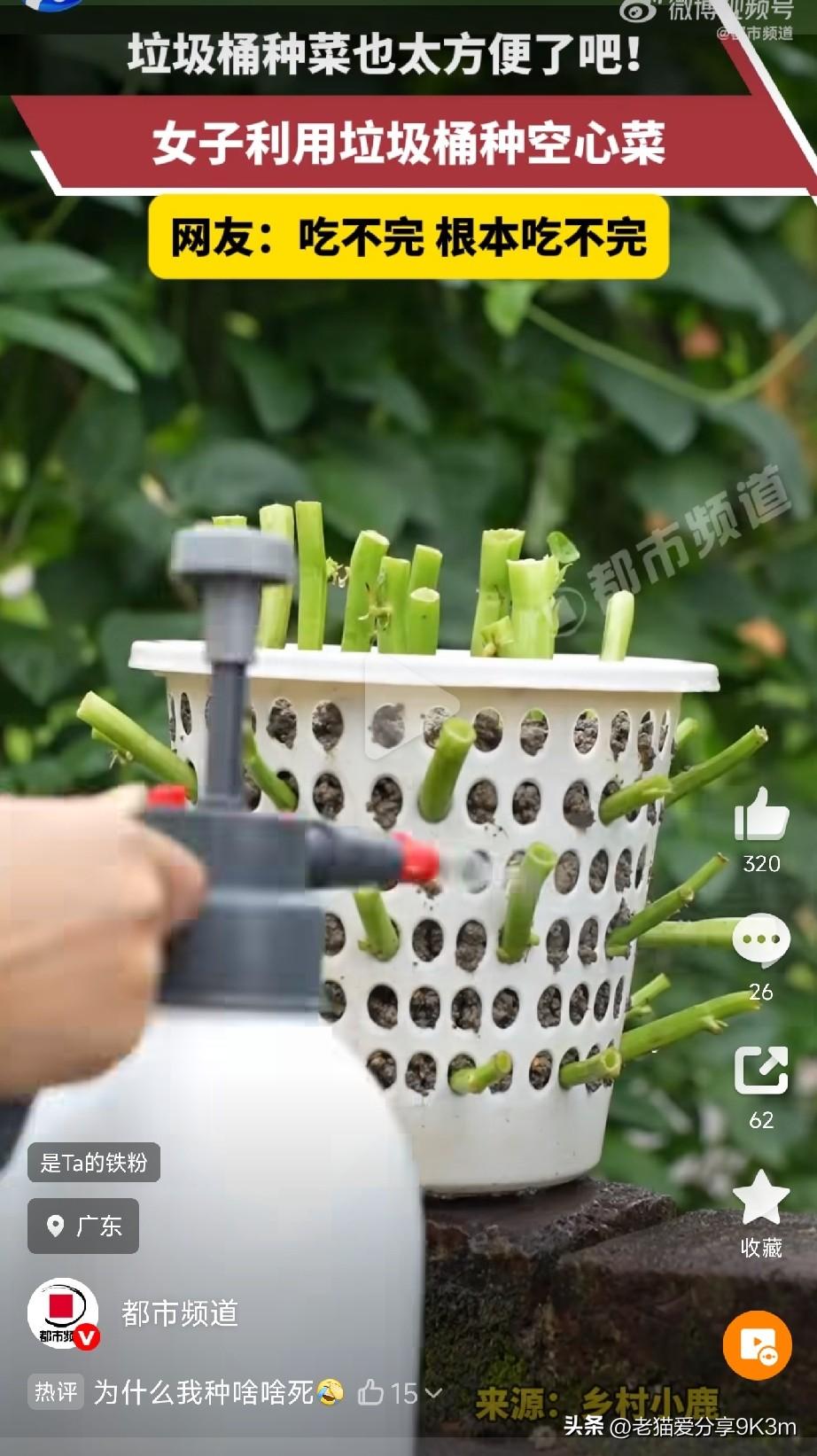 垃圾筐里长出一片菜园！

你能想象吗？一个平时扔垃圾的破筐子，竟然能种出吃都吃不