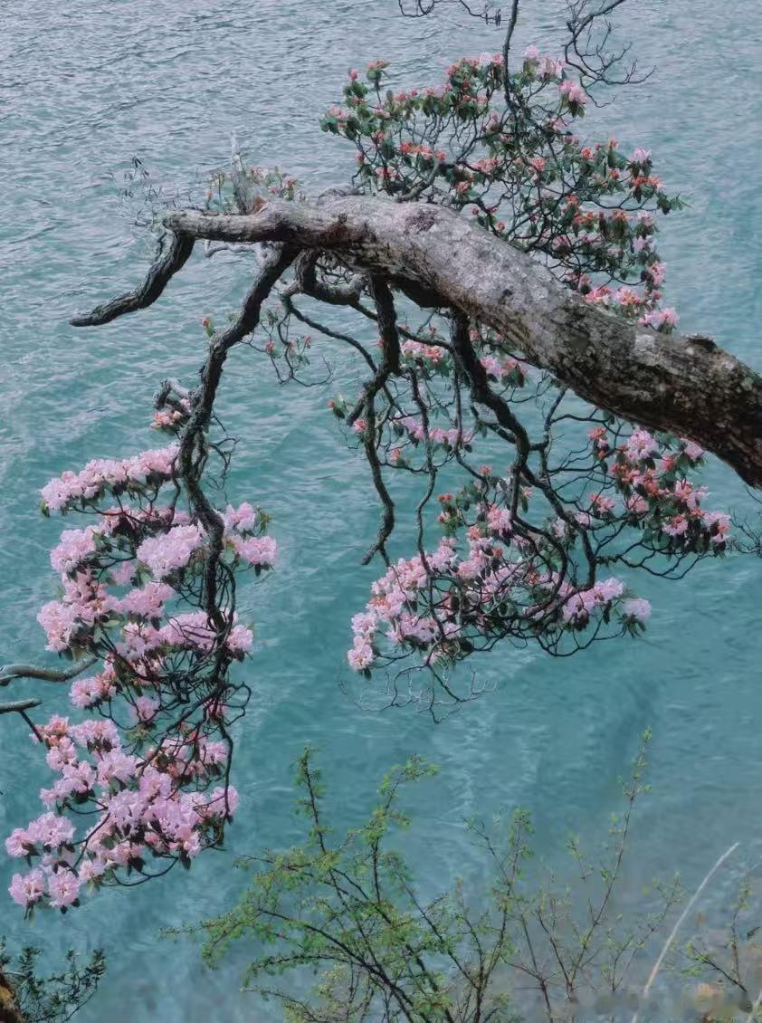 高山杜鹃生长近20年才开花高山杜鹃不知道"15年很久"，不知道"开花太慢"。它只