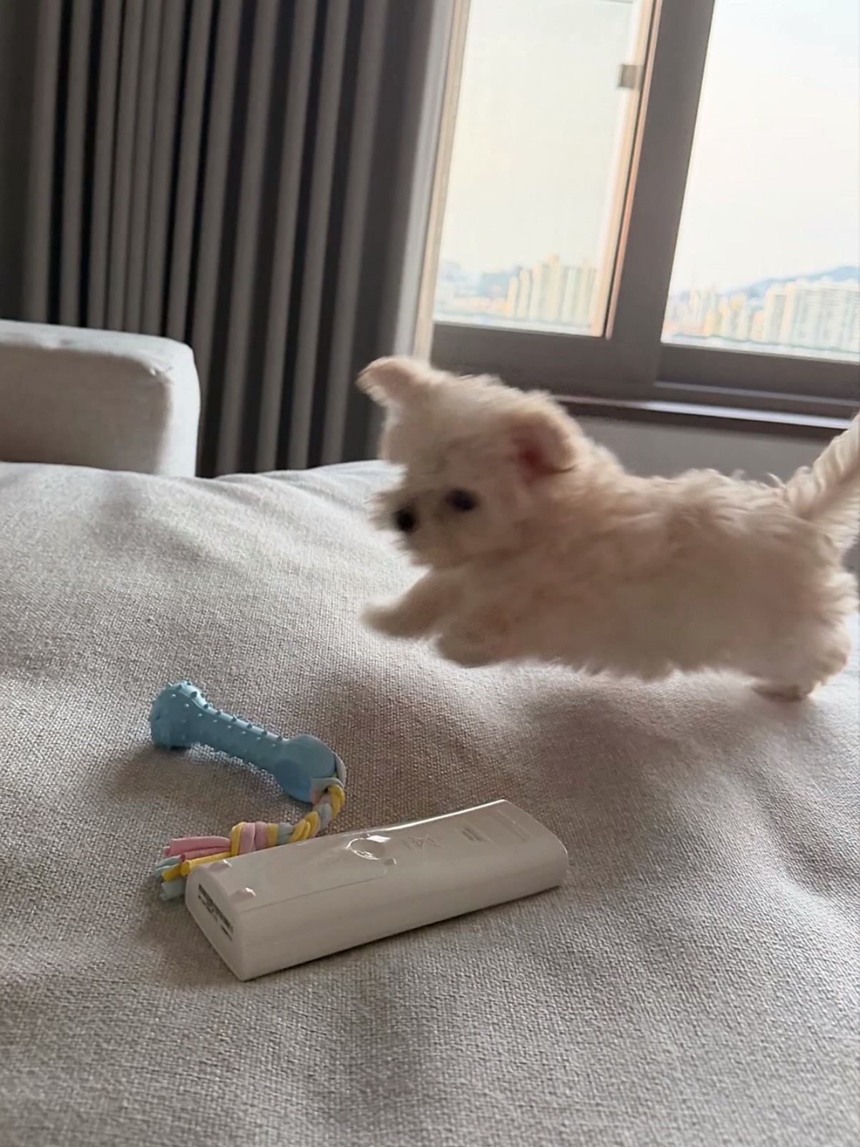 最萌小狗波妞 我说白了波妞腿长2cm 