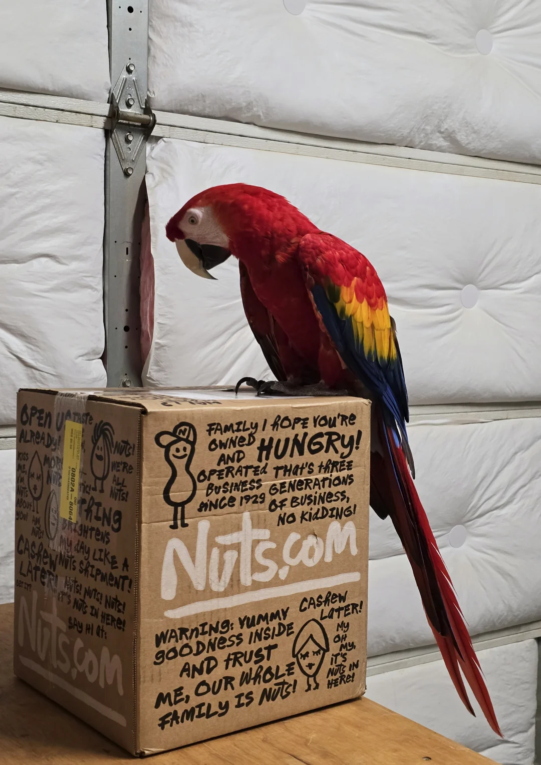 大鸟快乐箱！📦