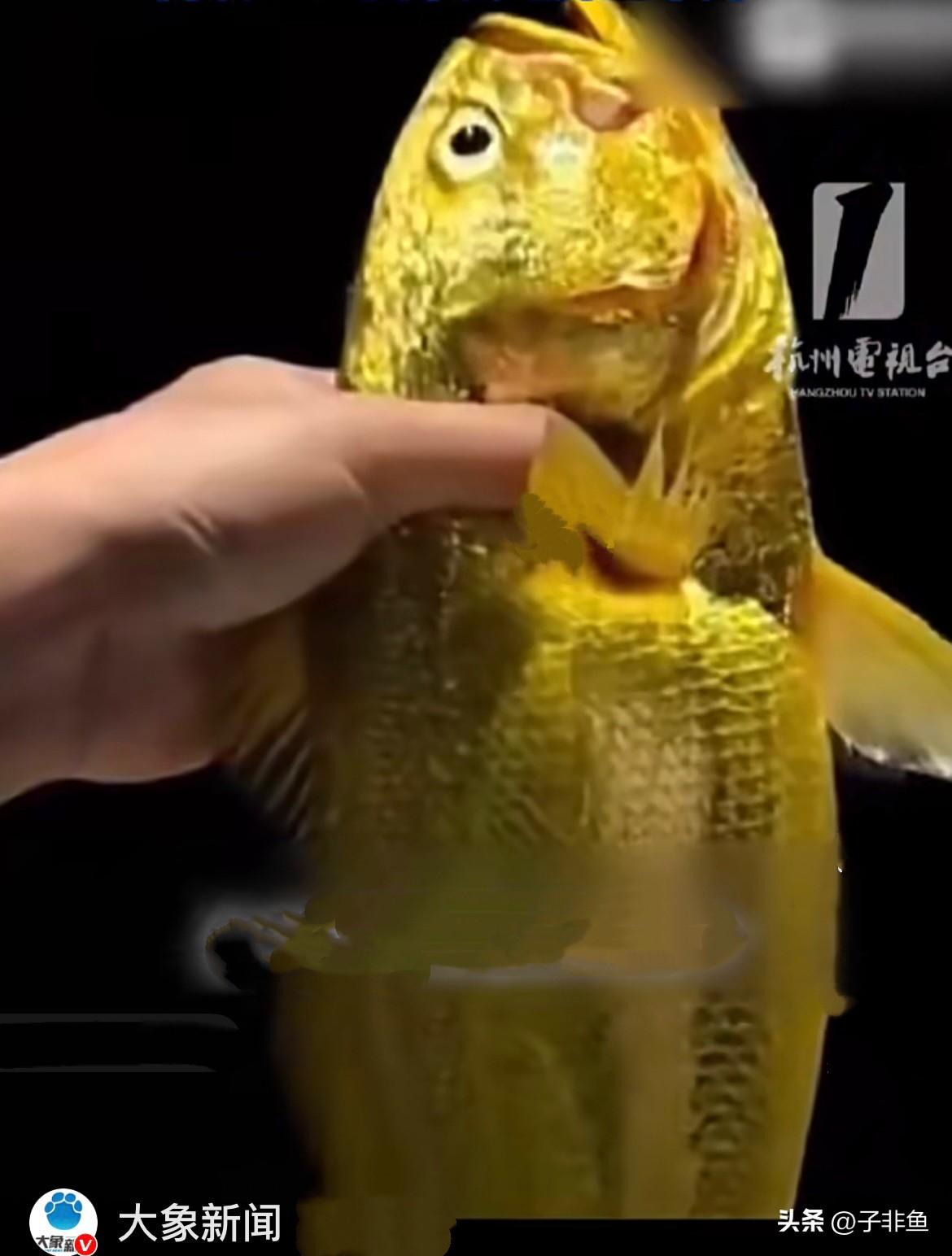 近日，浙江舟山一位女钓手出海垂钓，运气直接拉满，居然钓上来一 条2.8斤的野生大