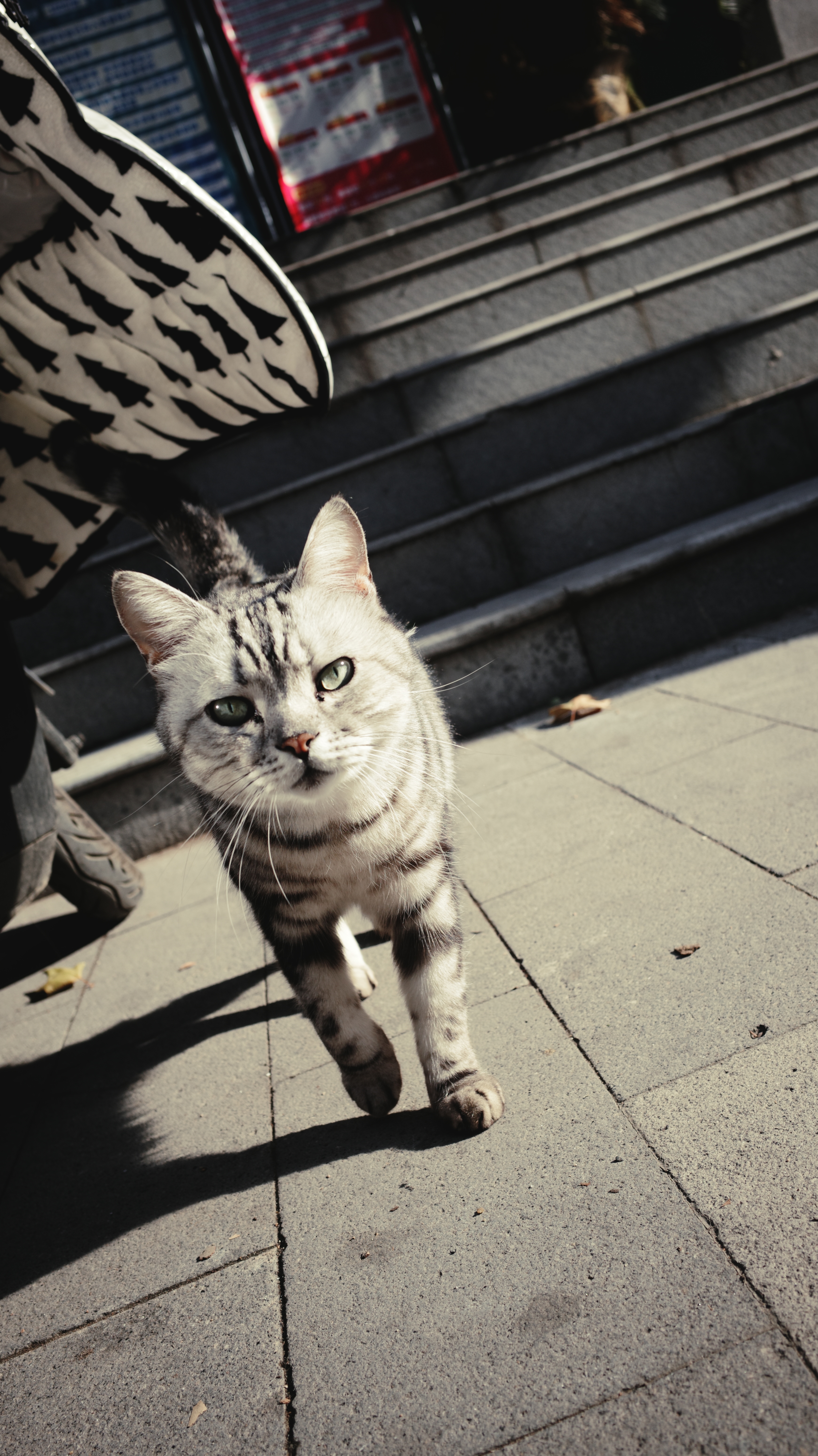 GR4 盲拍咪咪三连对焦是比 GR3 果断 