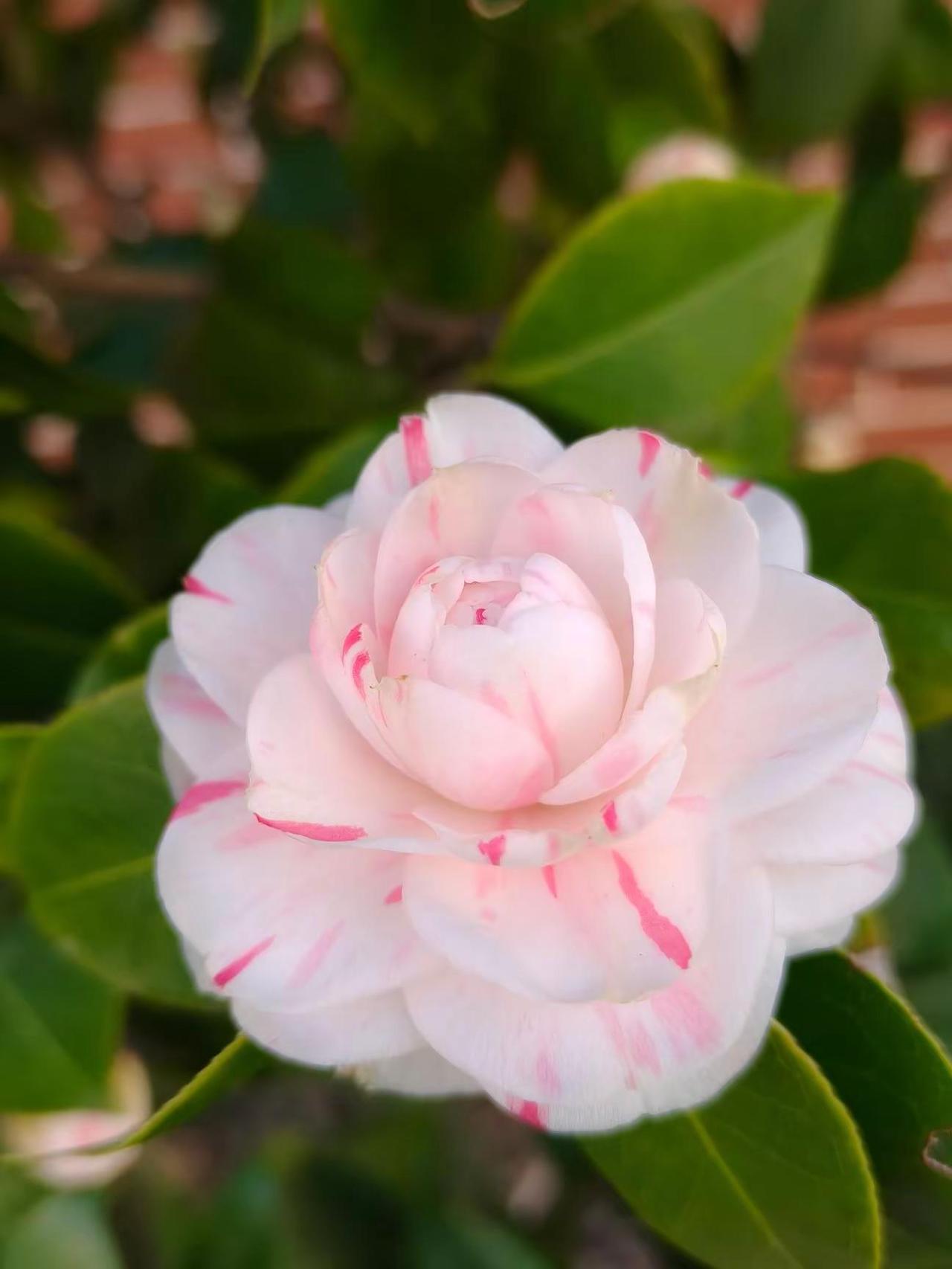 晒出你拍的花朵 用一张照片证明你是花友