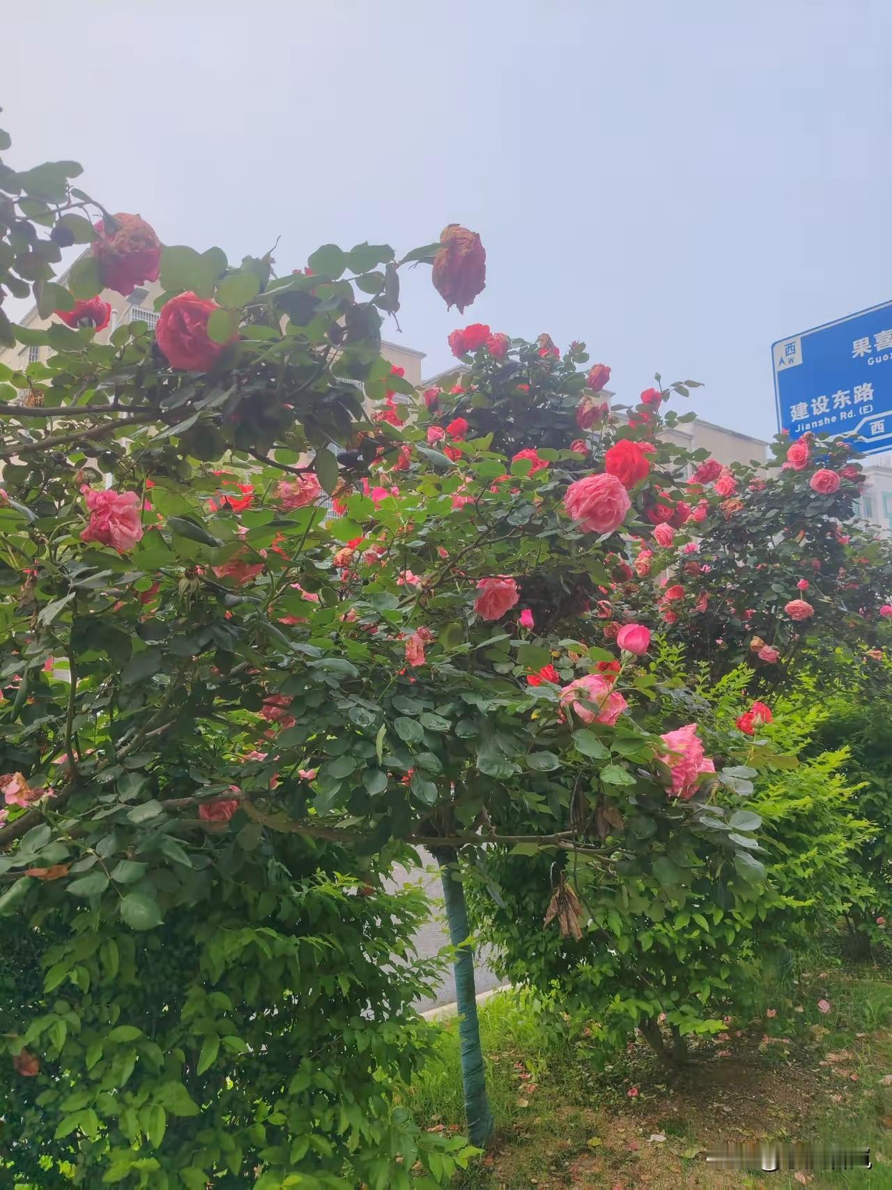 月季花，在我们这边，一年四季都开花！怎么赏也赏也不够！