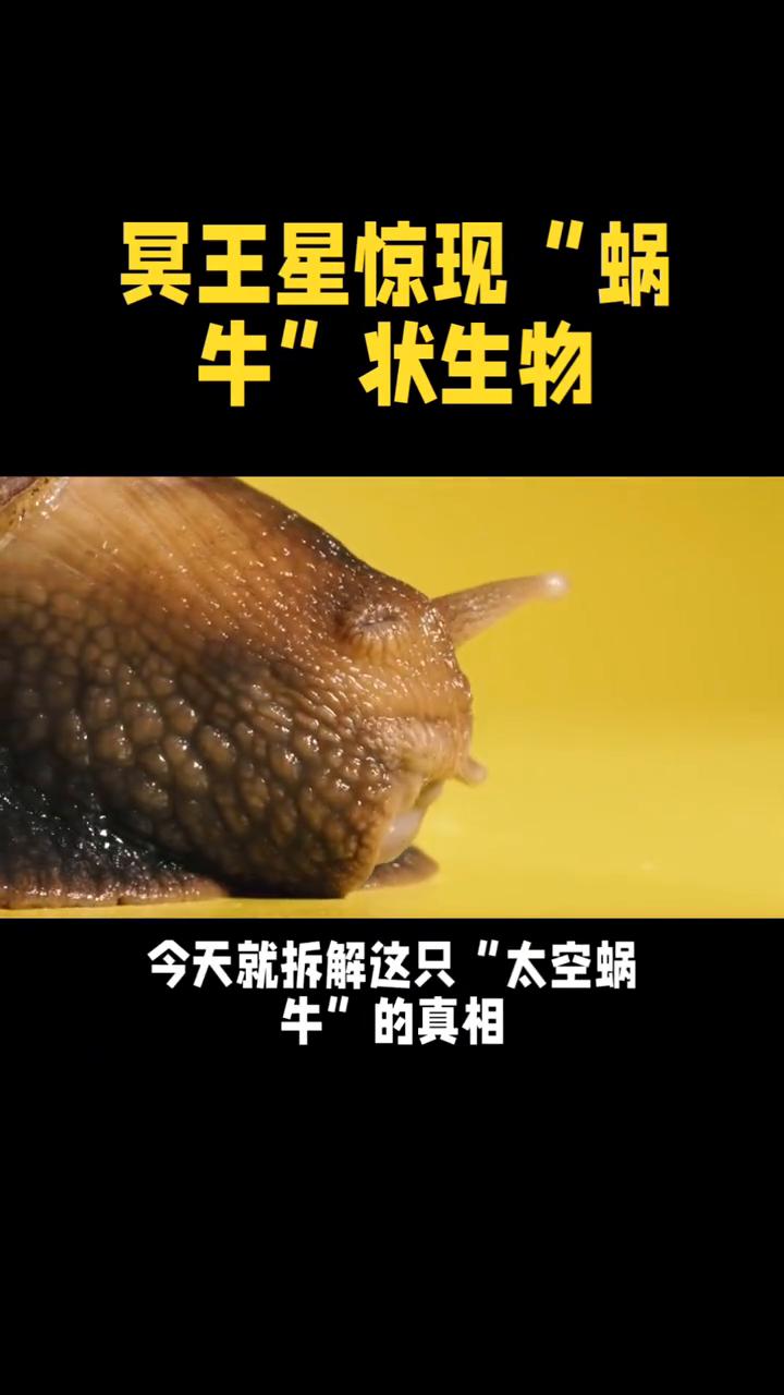 冥王星惊现"蜗牛"状生物。
离谱！冥王星惊现"蜗牛"状生物，真相颠覆认知！冥王星