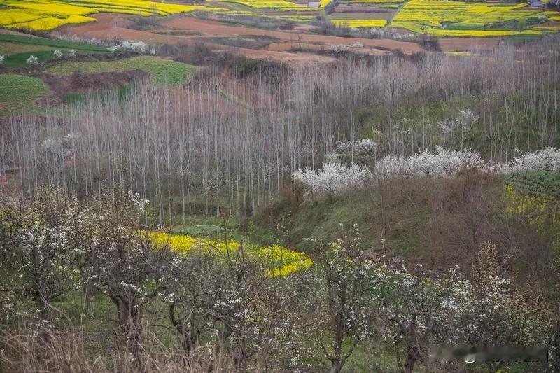 中国哪里油菜花开得最美！

陕西汉中3 - 4月，大片花海与秦岭、色彩斑斓的民居