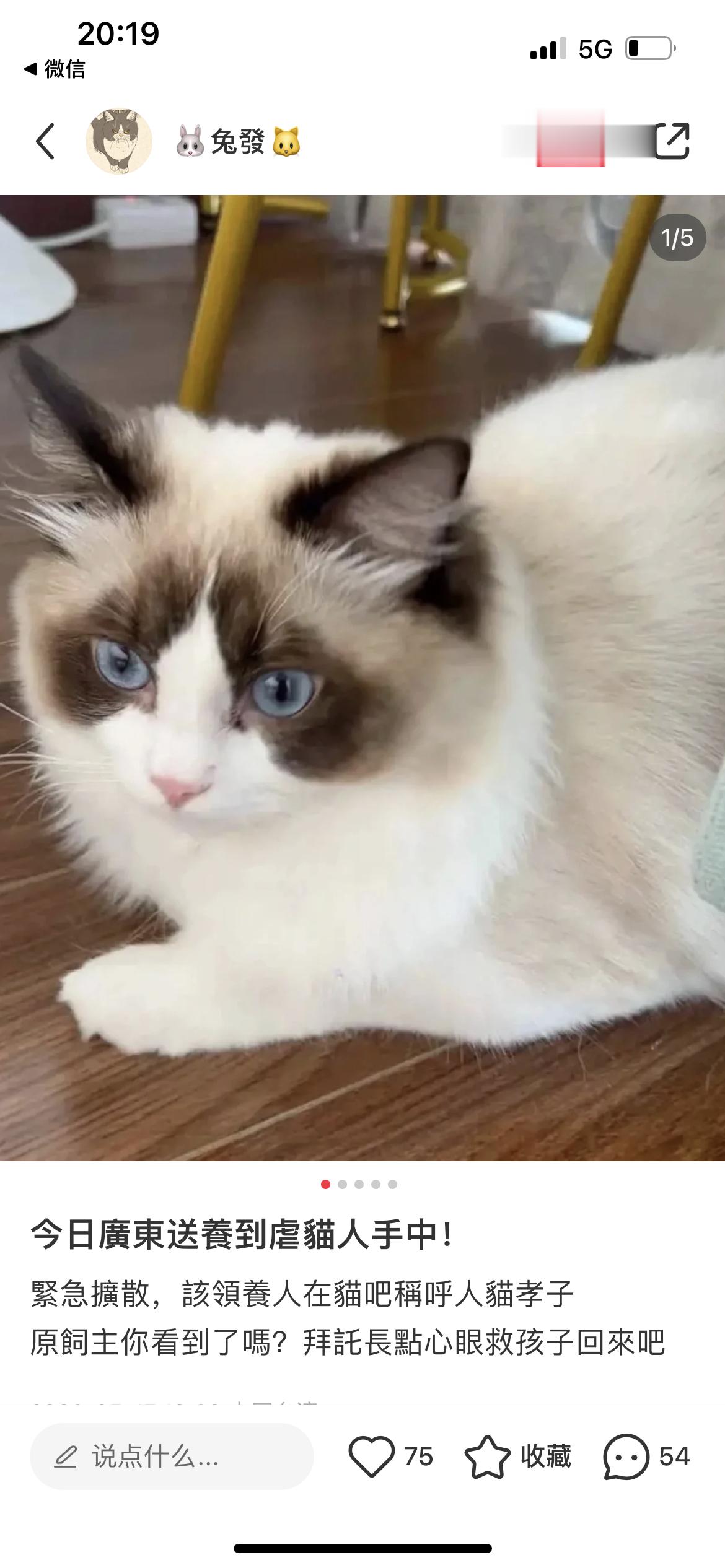 ‼️帮忙扩散‼️谁的猫咪啊，到了虐猫人手里了，帮忙扩散，找到原主人 ​​​