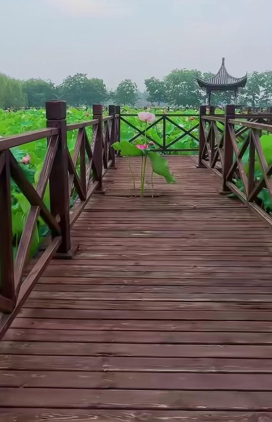 偶遇一株令人意外惊喜的荷花！第一反应，这边的人素质真好，居然没有人采摘破坏。