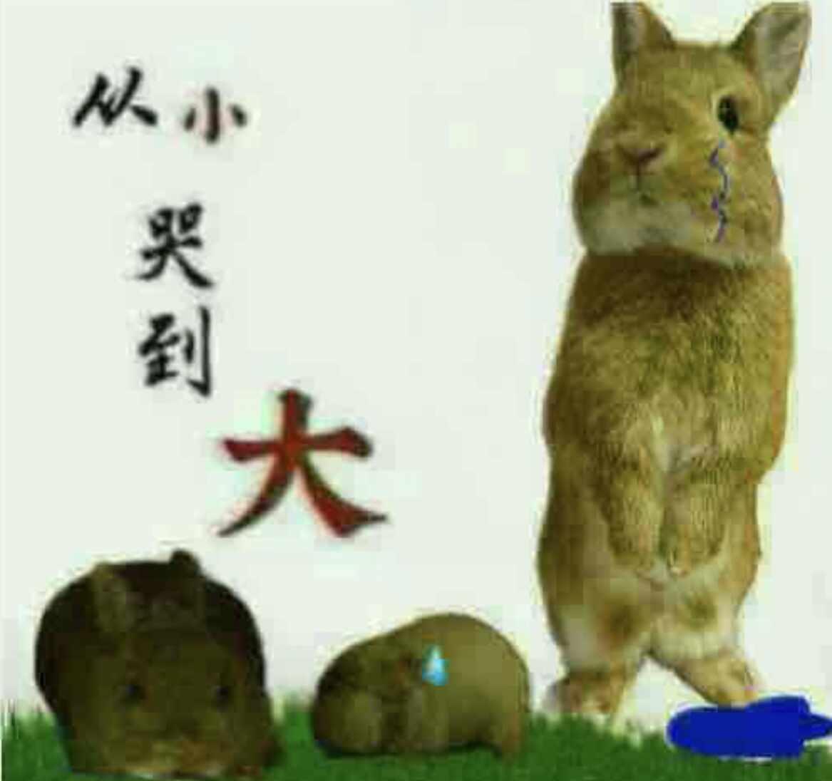 从小哭到大
兔兔 豚鼠 猪 伤心总是难免的 长大可能有点累