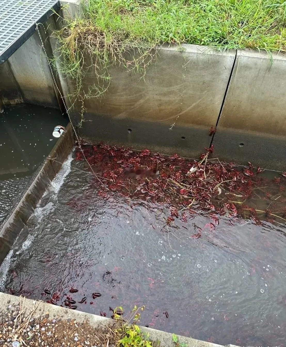 这玩意都泛滥成灾了，市场上还卖得老贵！￼￼￼ 