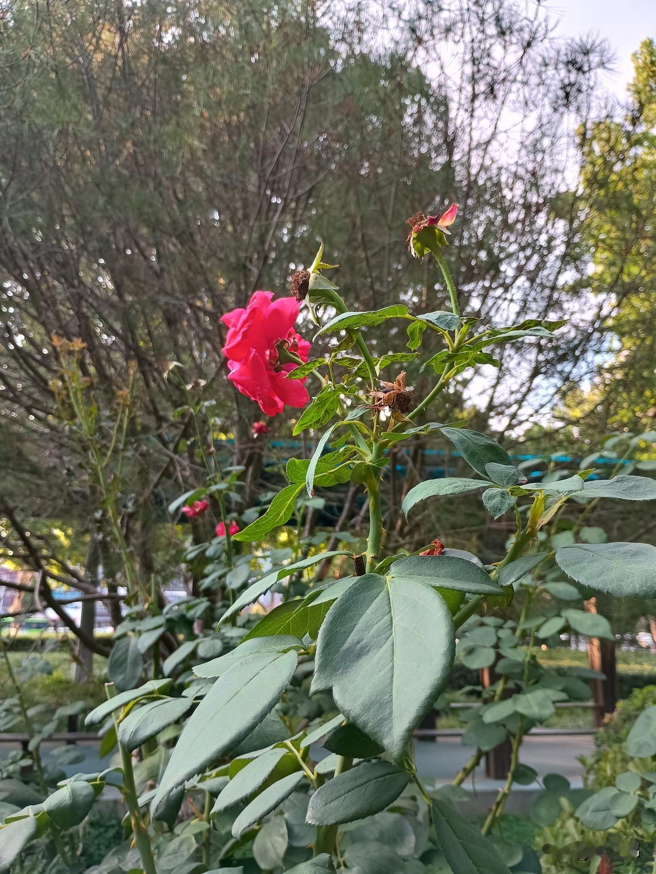 七绝｜丙午立秋吟
高温套路太离奇，
雨意徘徊揽秀诗。
八月风情凉气引，
秋云已显