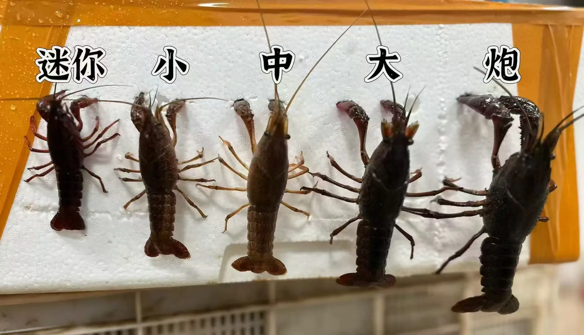 今天小龙虾有哦