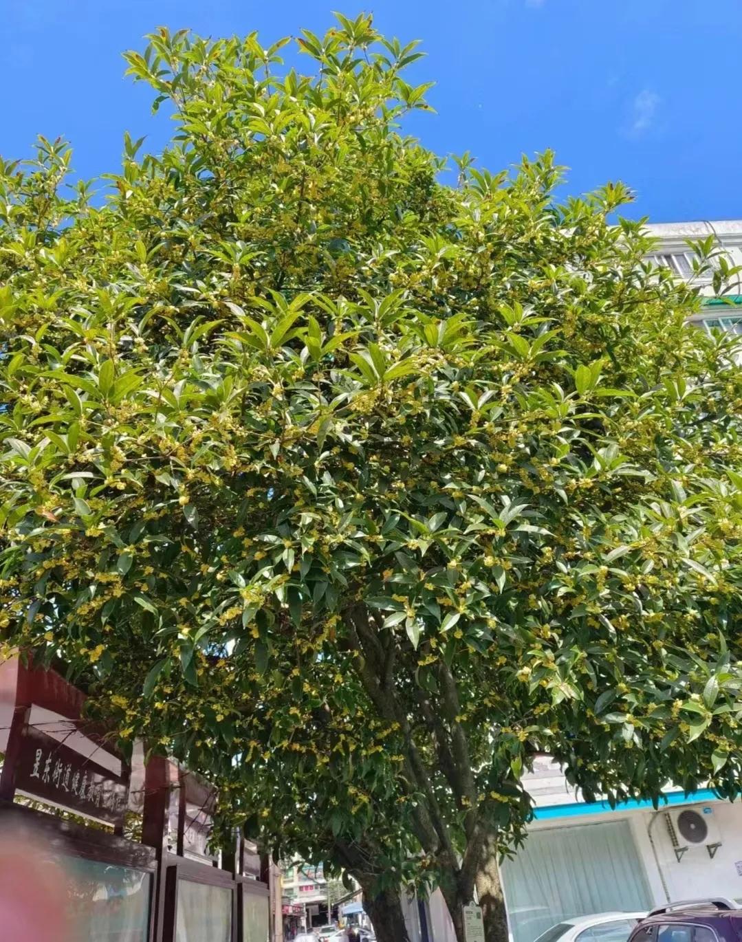 桂花飘香
10月1日，国庆节，风中终于飘散着桂花香味。今年的桂花香，来得迟了很多