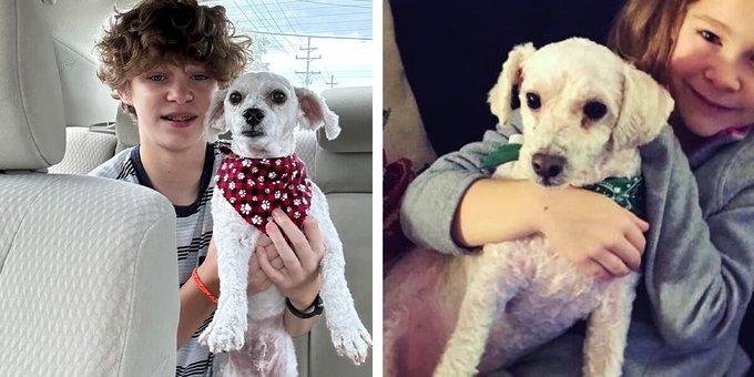 国外一名饲主近日发现爱犬毛很杂乱，于是送往宠物美容院整理，美容师清洗完毕后，主人