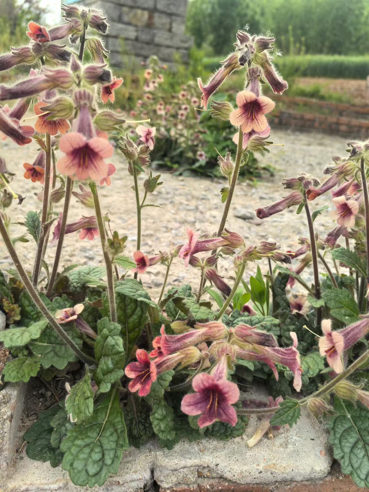 每年三月中旬到四月底是一年中最美的季节，处处鲜花盛开，美丽的风景让人心旷神怡。