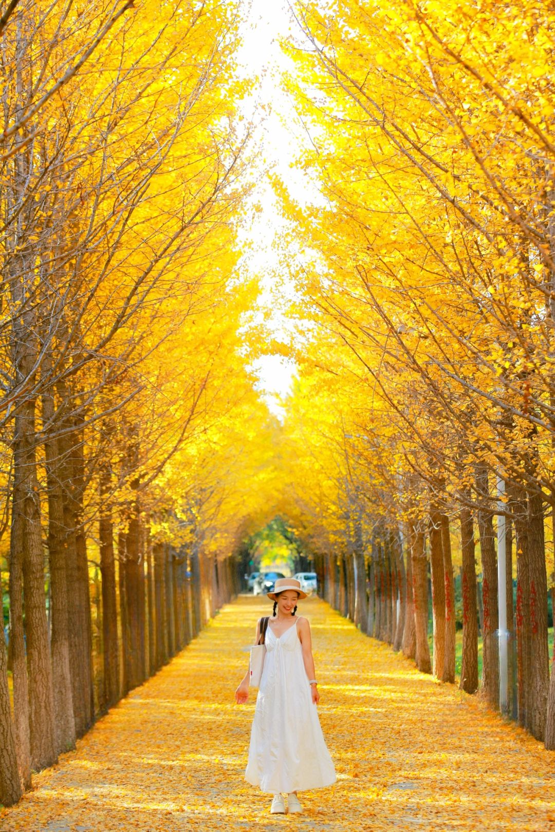 10.30报❗️北京市内3️⃣个银杏林🍁已金黄❗️